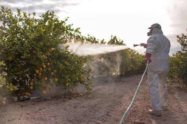 Best Termite Control Services  in Aurora, TX